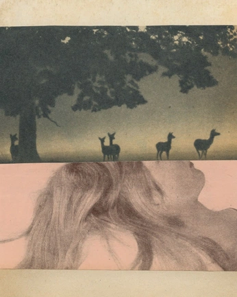 A cover of "Beau" cluster. The owner is toffie. The cluster consists of 74 elements.