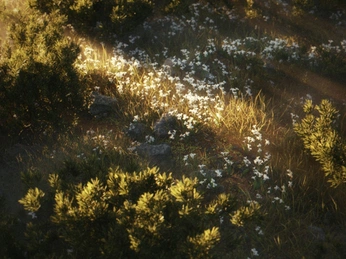 A cover of "Photography" cluster. The owner is clyde. The cluster consists of 13 elements.