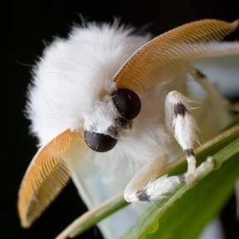 A cover of "Iuntia" cluster. The owner is broodmothu. The cluster consists of 1 element.