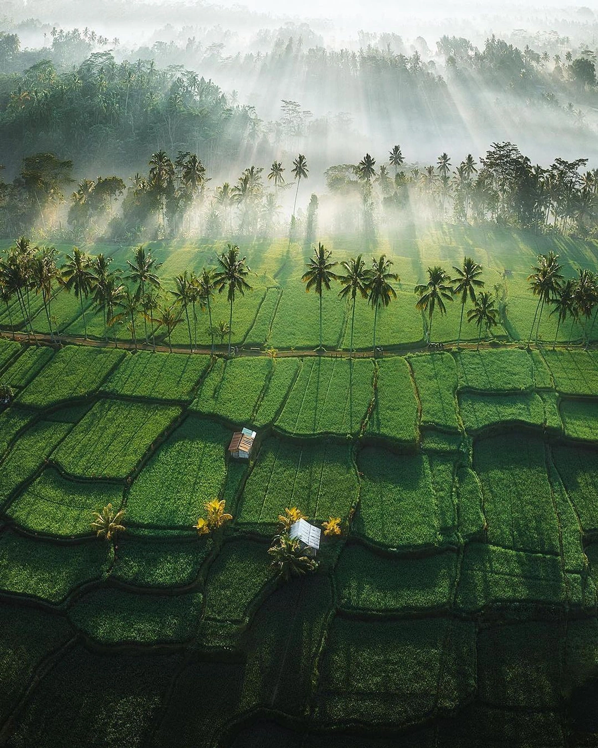 Sunrise over rice paddies in Bali, Indonesia