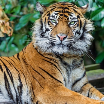 A cover of "Animals" cluster. The owner is felipemorish. The cluster description is "Animais em sua totalidade.". The cluster consists of 24 elements.