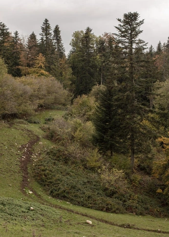 A cover of "Green forests" cluster. The owner is shirohero. The cluster consists of 12 elements.