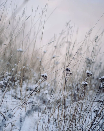 A cover of "WINTER INSPIRATION" cluster. The owner is catherinerandall. The cluster consists of 1 element.