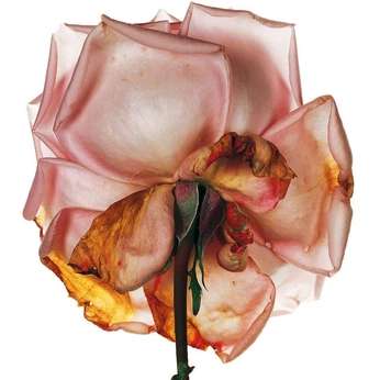 A cover of "FLOWERS" cluster. The owner is geok103. The cluster consists of 9 elements.