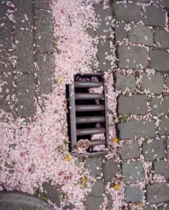 A cover of "sakura" cluster. The owner is elianerosia. The cluster consists of 23 elements.