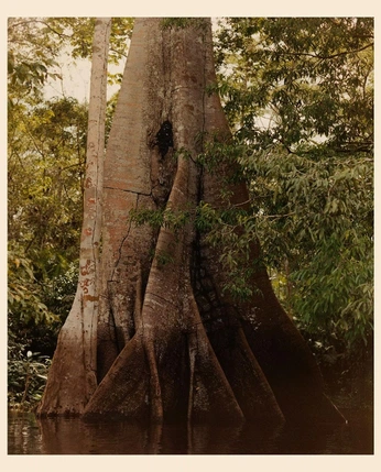 A cover of "JoStrong" cluster. The owner is tamiry. The cluster consists of 34 elements. 2 create it.