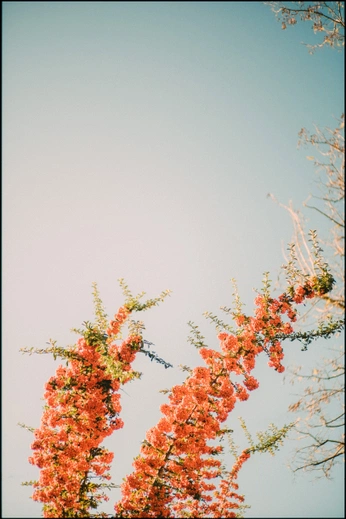 A cover of "Çöl masalı" cluster. The owner is cherrystainn. The cluster consists of 52 elements.