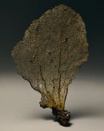 A cover of "Sea Weed" cluster. The owner is razzamatash. The cluster consists of 1 element.