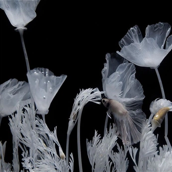 A cover of "Flowers" cluster. The owner is gulsahdogan. The cluster consists of 5 elements.