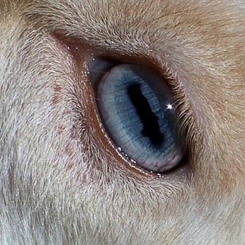 A cover of "Deep dreaming." cluster. The owner is verdantvervain. The cluster description is "inspo for a blog @betweendirtandstone on tumblr". The cluster consists of 23 elements.