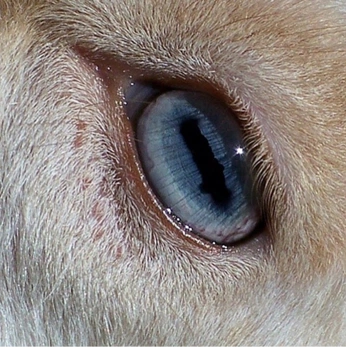 A cover of "Vibes" cluster. The owner is sillyclee4375. The cluster consists of 7 elements.