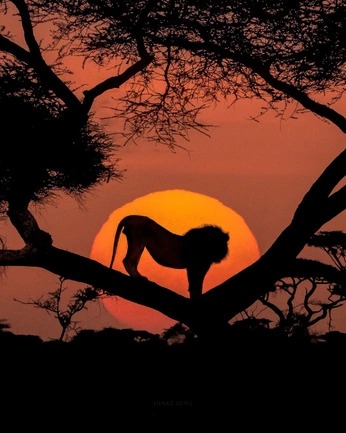 A cover of "LEO 𓄂" cluster. The owner is nelly. The cluster description is "hot sun summer". The cluster consists of 441 elements.