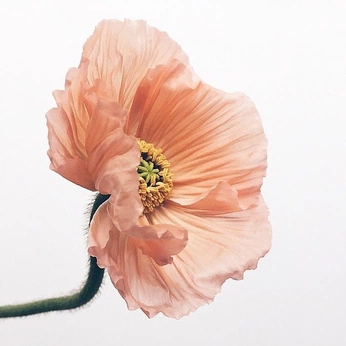 A cover of "silk" cluster. The owner is swimcap. The cluster consists of 27 elements.