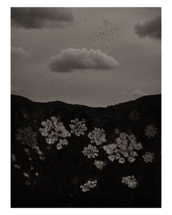 A cover of "Florent" cluster. The owner is hvliving. The cluster consists of 180 elements.