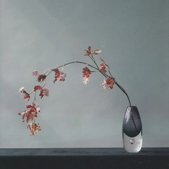 A cover of "Flora" cluster. The owner is maksimfurin. The cluster consists of 15 elements.