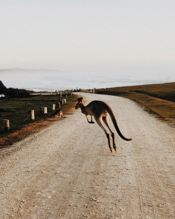 A cover of "Summitaus" cluster. The owner is lvina. The cluster consists of 22 elements.