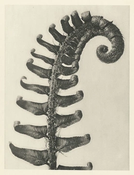 Karl Blossfeldt’s Urformen der Kunst (1928)