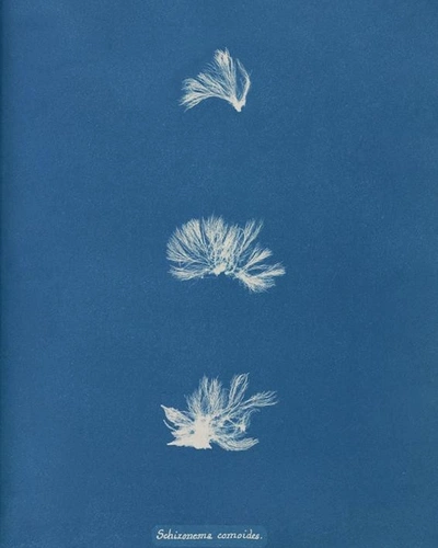 An Instagram carousel post added by ch1p666 on Mar 17, 2025. The author is @publicdomainrev.