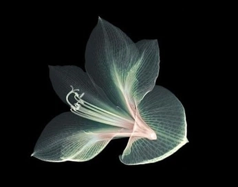 A cover of "Flora" cluster. The owner is margoteverline. The cluster consists of 16 elements.