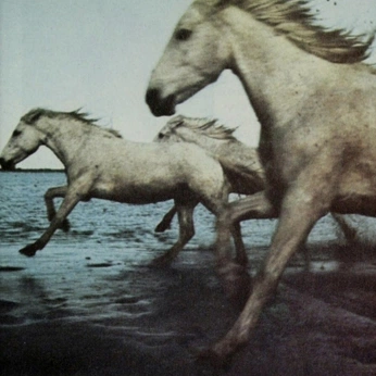 A cover of "horses x water" cluster. The owner is jobimanson. The cluster consists of 15 elements.