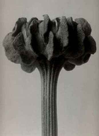 A cover of "Vibe" cluster. The owner is stdwnplz. The cluster consists of 152 elements.