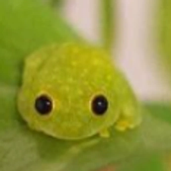 A cover of "AWWWWWW" cluster. The owner is bandersnatch. The cluster consists of 67 elements.