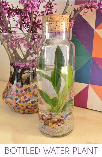 A cover of "Plants/Gardening" cluster. The owner is ksampson. The cluster consists of 43 elements.