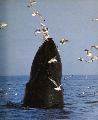 A cover of "Nature" cluster. The owner is madelen. The cluster consists of 2 elements.