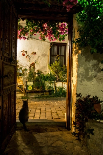 A cover of "fever dream" cluster. The owner is alainily. The cluster consists of 10 elements.