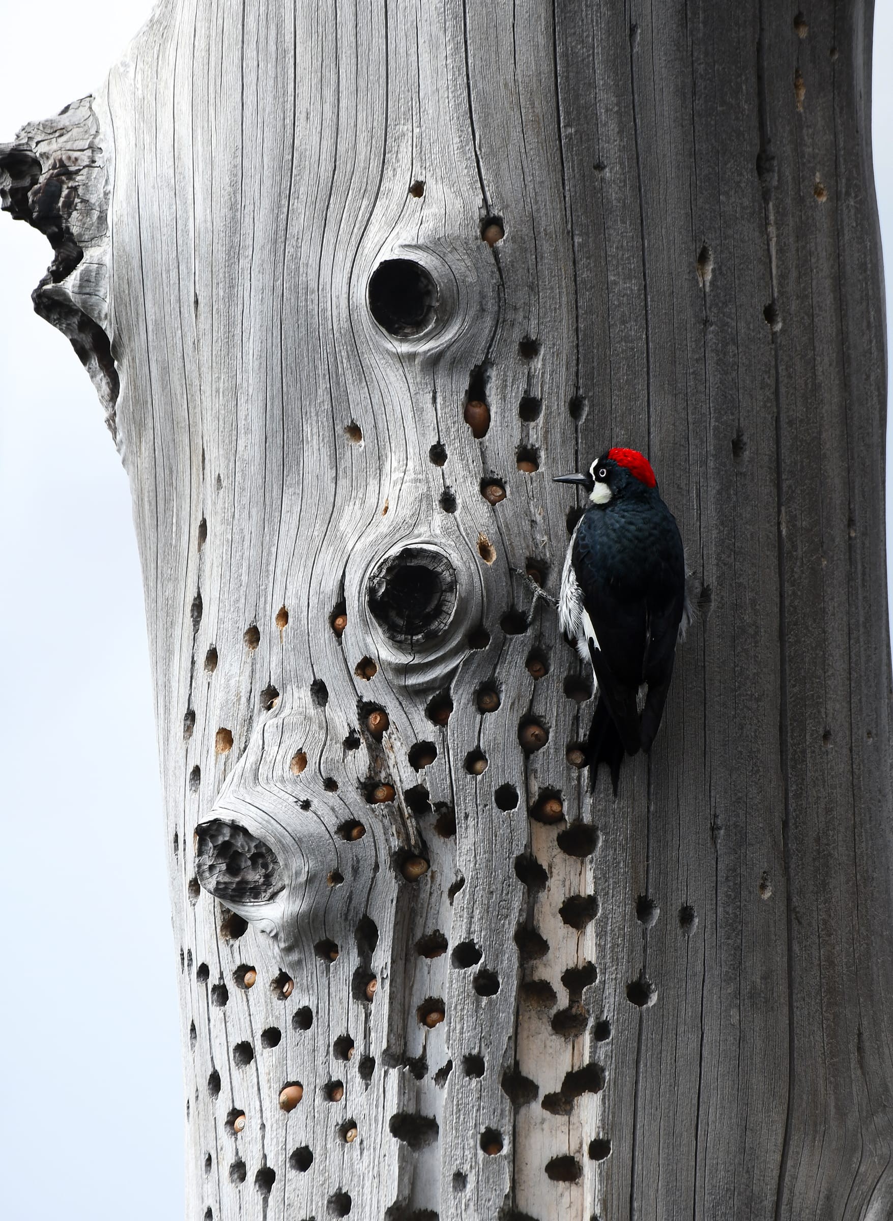 An image added by fiatlux on Oct 10, 2025. May present: acorn woodpecker, woodpeckers, red-headed woodpecker, birds, pileated woodpecker.