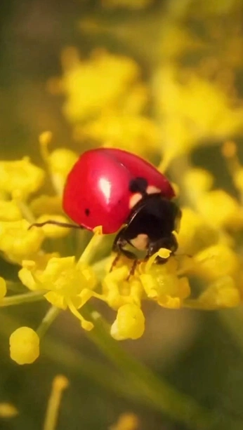A cover of "Videography" cluster. The owner is clyde. The cluster consists of 3 elements.
