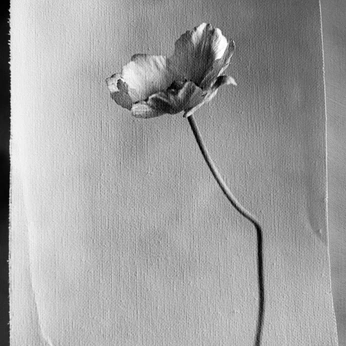 A cover of "b+w" cluster. The owner is zana.p. The cluster consists of 20 elements.