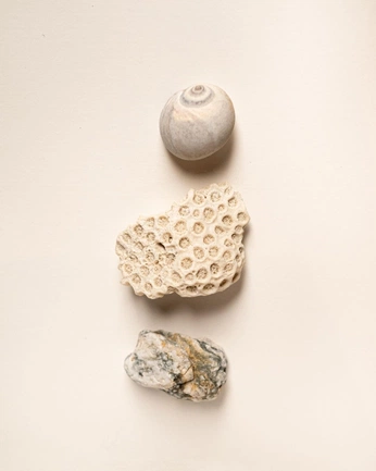 A cover of "NS" cluster. The owner is nicoamber. The cluster consists of 31 elements.