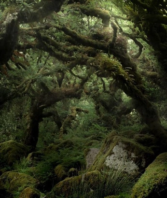 A cover of "Forests" cluster. The owner is nthegentlestgirl. The cluster consists of 1 element.