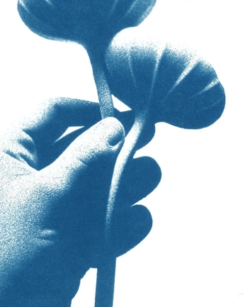 A cover of "botany" cluster. The owner is kaitx. The cluster consists of 5 elements.