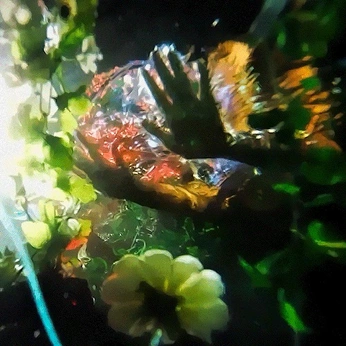 A cover of "feel" cluster. The owner is asphyciel. The cluster consists of 3 elements.