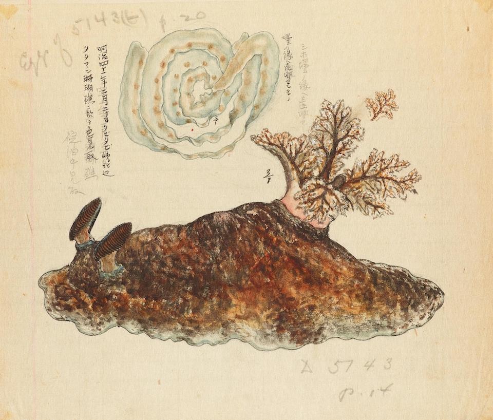 Kumataro Itou2019s Illustrations of Nudibranchs from the USS Albatrossu2019 Philippine Expedition (ca. 1908)