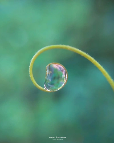 An Instagram  post added on Oct 26, 2023. The author is @macro_fotonature. May present: macro photography, water, liquid, plant, fluid.