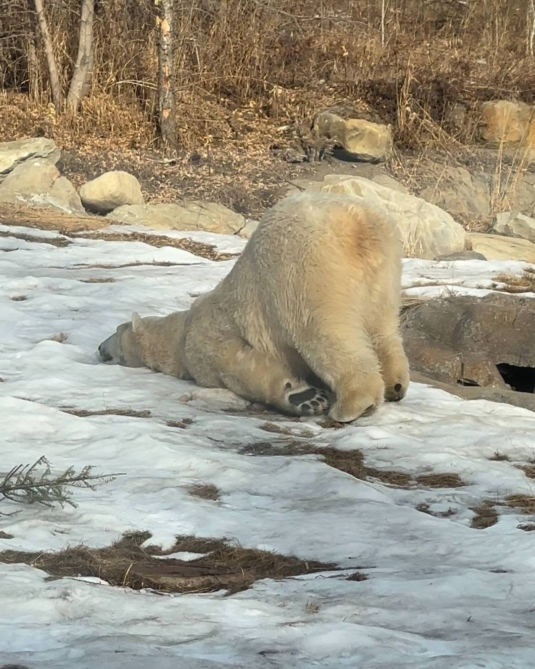 An Instagram  post added by annie on Mar 28, 2025. The author is @polarbear_instapage. May present: polar bear, bears, brown bear, arctic.