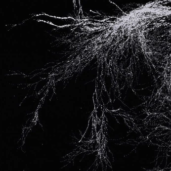 A cover of "neuron" cluster. The owner is rewildedatlas. The cluster consists of 3 elements.