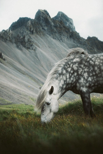 A cover of "Animals" cluster. The owner is ummactually. The cluster consists of 991 elements.