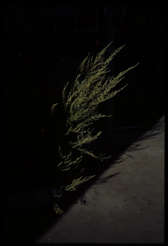 A cover of "Musa V" cluster. The owner is amayalma. The cluster consists of 14 elements.