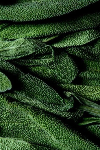 A cover of "💚🪲🥬[green]" cluster. The owner is alexandrfligel. The cluster consists of 63 elements.