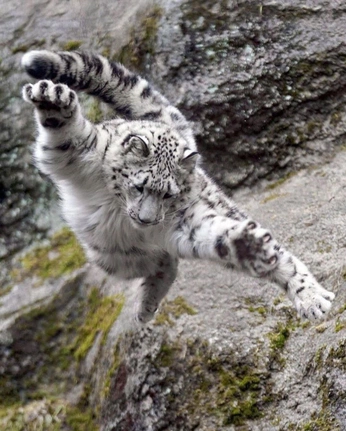 A cover of "Animals" cluster. The owner is enjoz. The cluster consists of 2 elements.