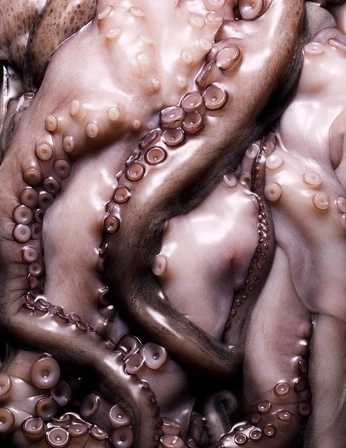 A cover of "white pluox" cluster. The owner is tearsinrain. The cluster consists of 56 elements.