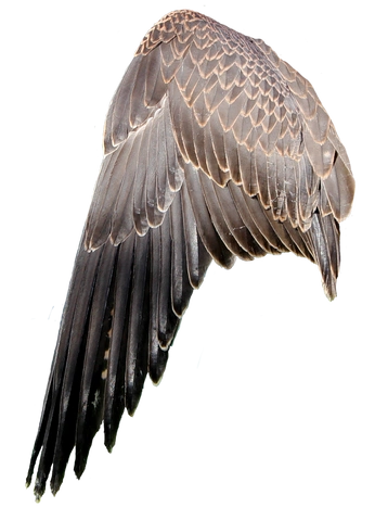 A cover of "WING" cluster. The owner is reiayanami. The cluster consists of 10 elements.