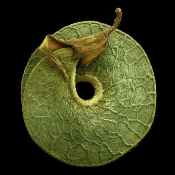 A cover of "NATURE" cluster. The owner is ngnoatto. The cluster consists of 133 elements.