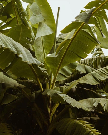 A cover of "Reference" cluster. The owner is cyrneko. The cluster consists of 12 elements.