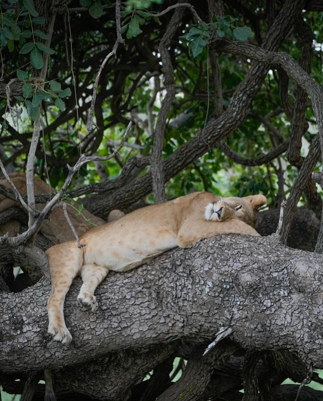 An Instagram carousel post added by annie on Apr 08, 2024. The author is @brenden_simonson.