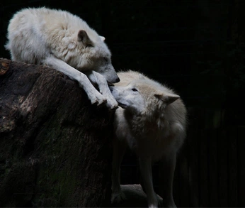 A cover of "eternal sunshine" cluster. The owner is healwithmandy. The cluster consists of 1 element.